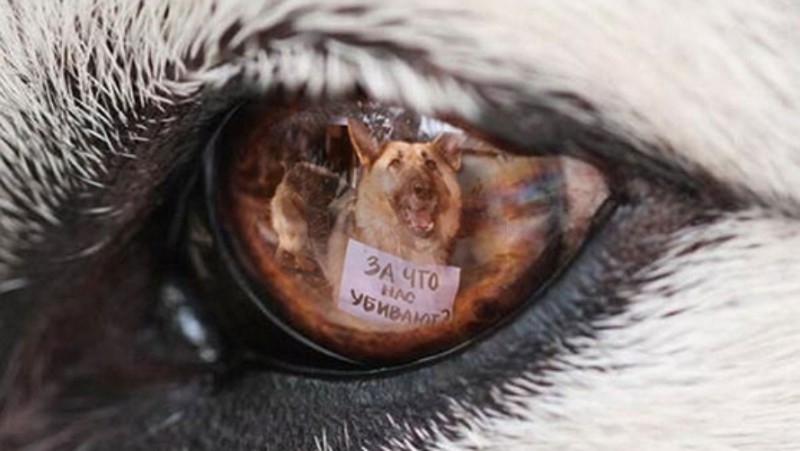 ГЕН ЖЕСТОКОСТИ