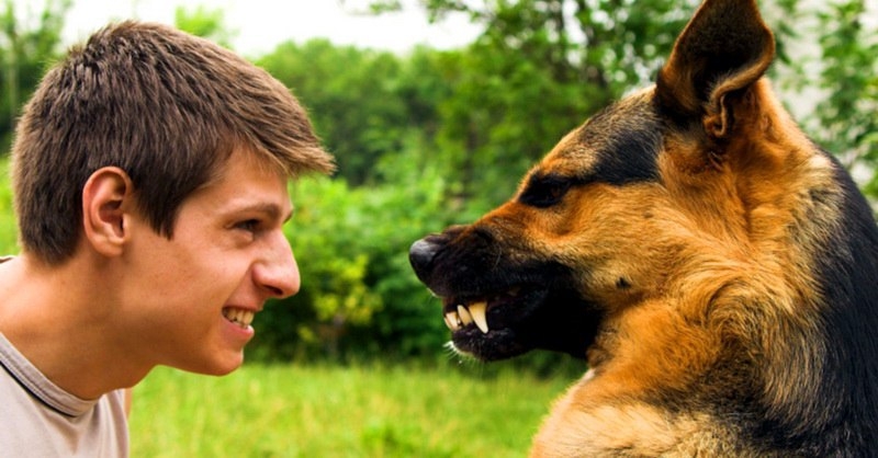 Не бойтесь собак, бойтесь себе подобных.